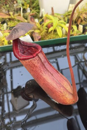 Close Up of Nepenthes (lowii x truncata squat) x peltata | Randomly selected from various clones (RSC) | Andreas Wistuba | AW-Nx_(lowXtrunc)Xpelt.1 | IN27322