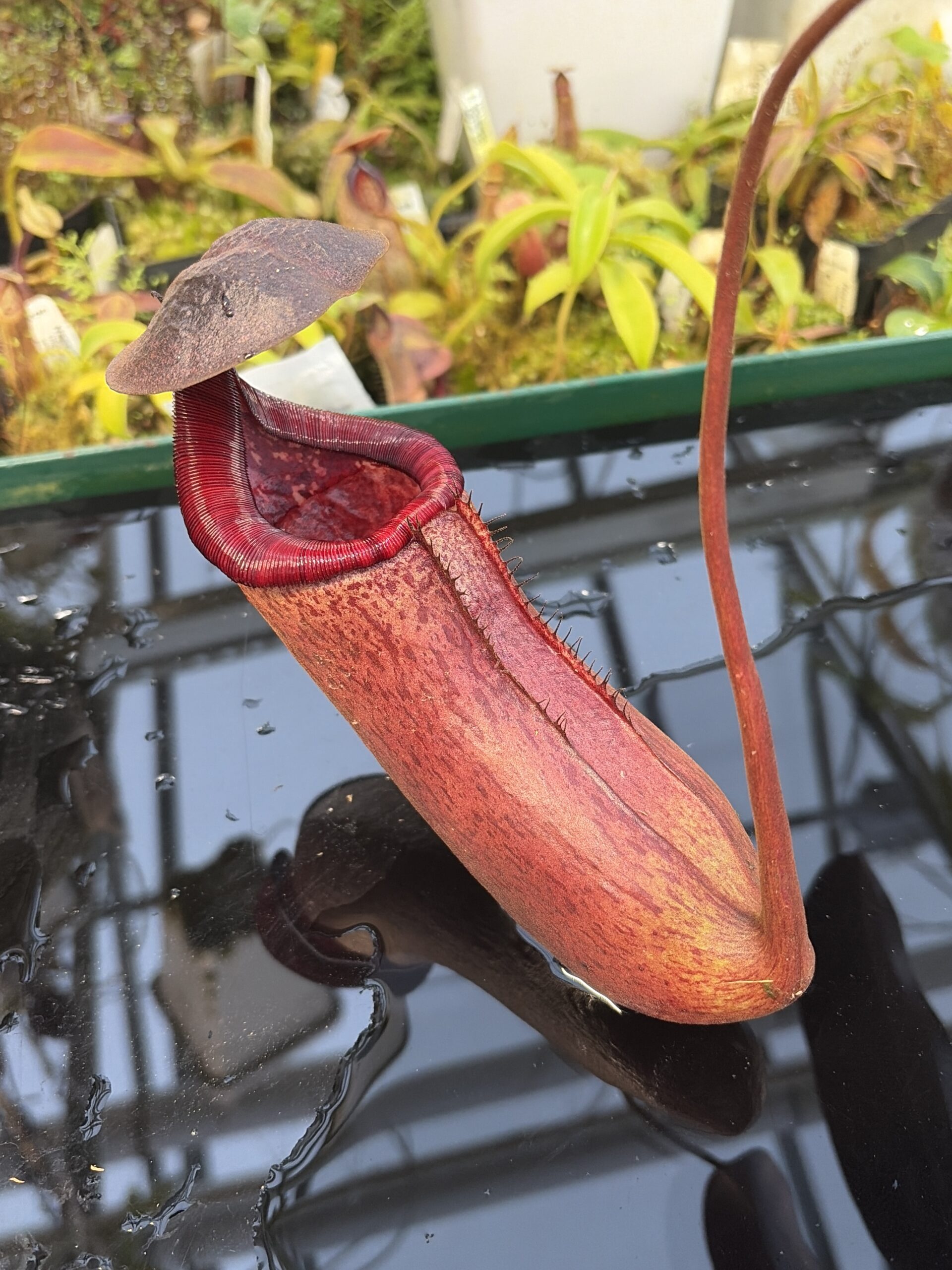 Close Up of Nepenthes (lowii x truncata squat) x peltata | Randomly selected from various clones (RSC) | Andreas Wistuba | AW-Nx_(lowXtrunc)Xpelt.1 | IN27322