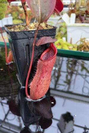 Close Up of Nepenthes (lowii x truncata squat) x peltata | Randomly selected from various clones (RSC) | Andreas Wistuba | AW-Nx_(lowXtrunc)Xpelt.1 | IN27207
