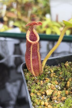 Close Up of Nepenthes (lowii x truncata) x (burbidgeae x lowii) | Andreas Wistuba | AW-ISC | IN27105