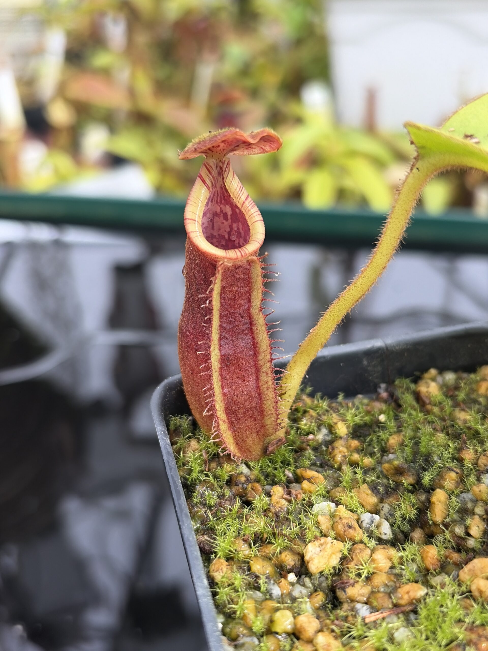 Close Up of Nepenthes (lowii x truncata) x (burbidgeae x lowii) | Andreas Wistuba | AW-ISC | IN27105