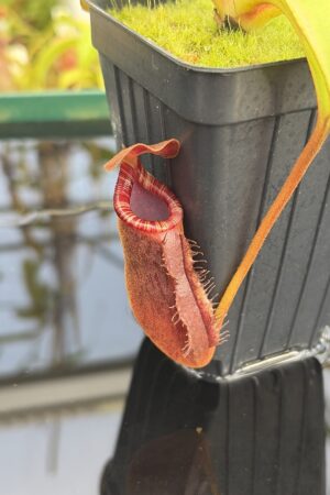 Close Up of Nepenthes (lowii x truncata) x (burbidgeae x lowii) | Andreas Wistuba | AW-ISC | IN27300