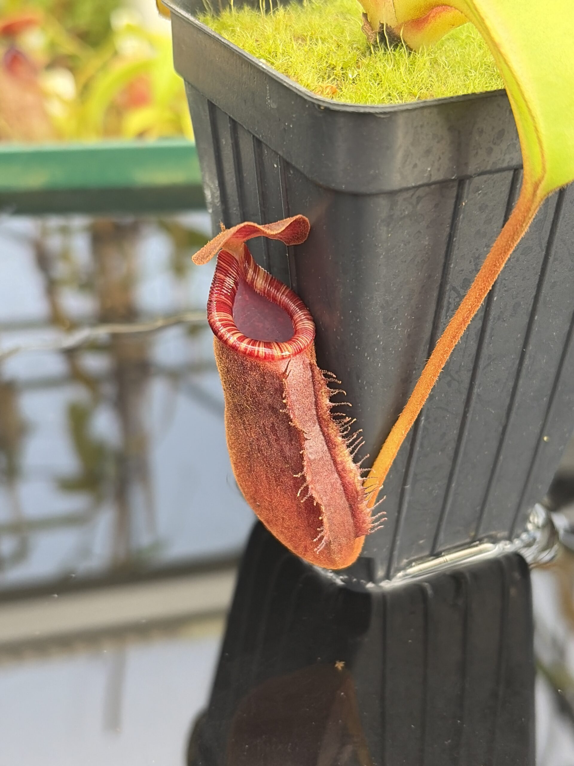 Close Up of Nepenthes (lowii x truncata) x (burbidgeae x lowii) | Andreas Wistuba | AW-ISC | IN27300