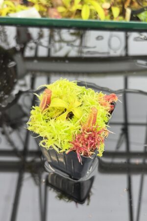 Close Up of Nepenthes (lowii x truncata) x ephippiata (Gunung Rajah) | Andreas Wistuba | AW-ISC | IN27143