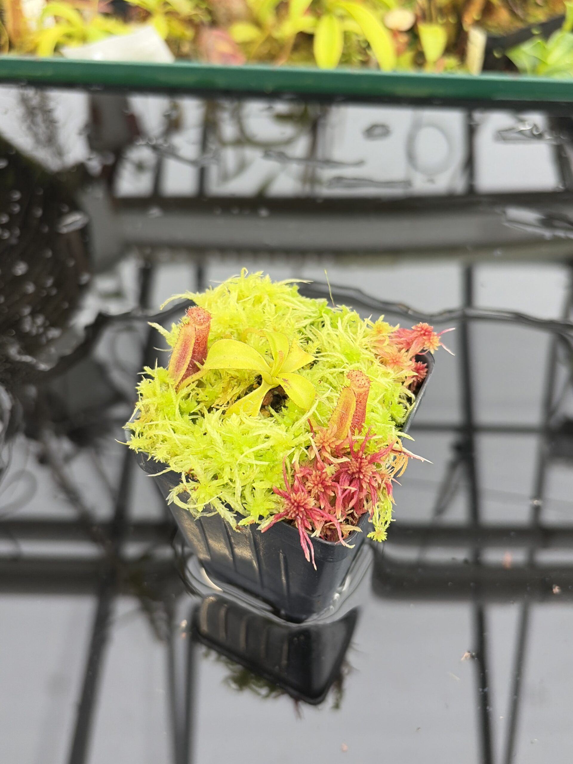 Close Up of Nepenthes (lowii x truncata) x ephippiata (Gunung Rajah) | Andreas Wistuba | AW-ISC | IN27143