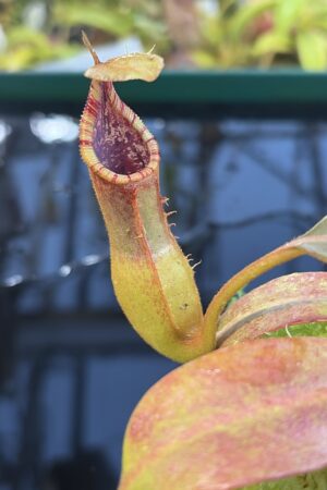 Close Up of Nepenthes {[(lowii x veitchii) x boschiana] x [(veitchii x maxima) x veitchii]} x edwardsiana 'Frog Mouth' | Florae Collaborative | FC-145.06 | IN27286