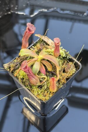 Close Up of Nepenthes [(lowii x veitchii) x boschiana] x [(veitchii x maxima) x veitchii] x (lowii x merrilliana) | Florae | Clone 5 | Florae Collaborative | FC-398.05 | IN27275