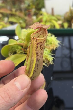 Close Up of Nepenthes [(lowii x veitchii) x boschiana] x xtrusmadiensis | Joe Sullivan | | IN27331