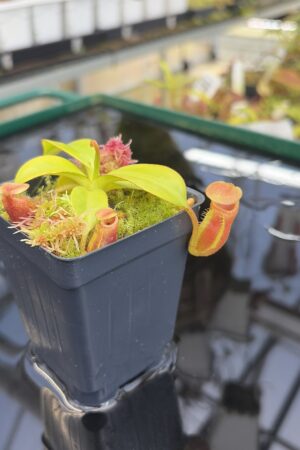 Close Up of Nepenthes macrophylla (Gunung Trusmadi, Borneo) | Andreas Wistuba | AW-3 | H27302
