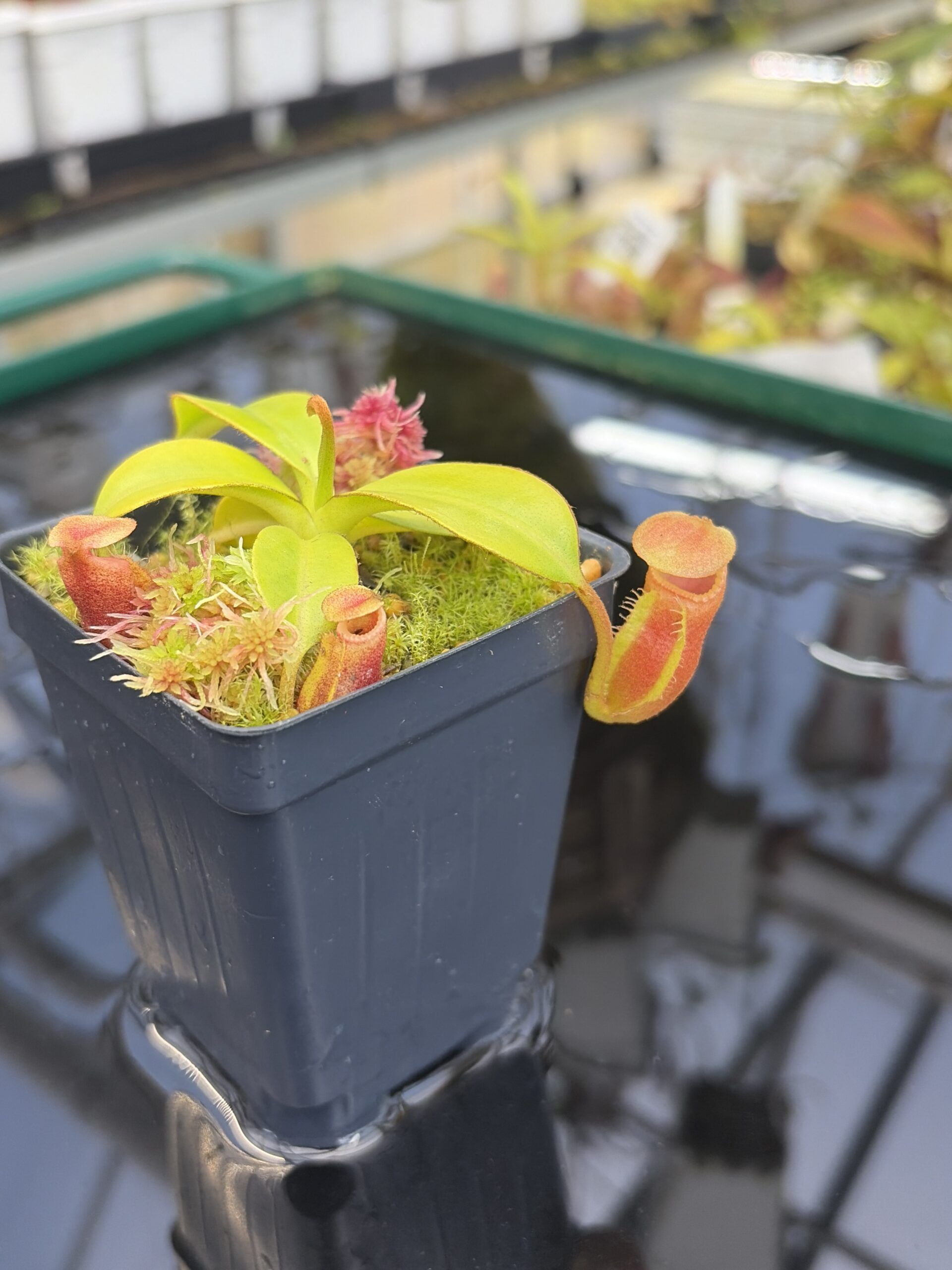 Close Up of Nepenthes macrophylla (Gunung Trusmadi, Borneo) | Andreas Wistuba | AW-3 | H27302