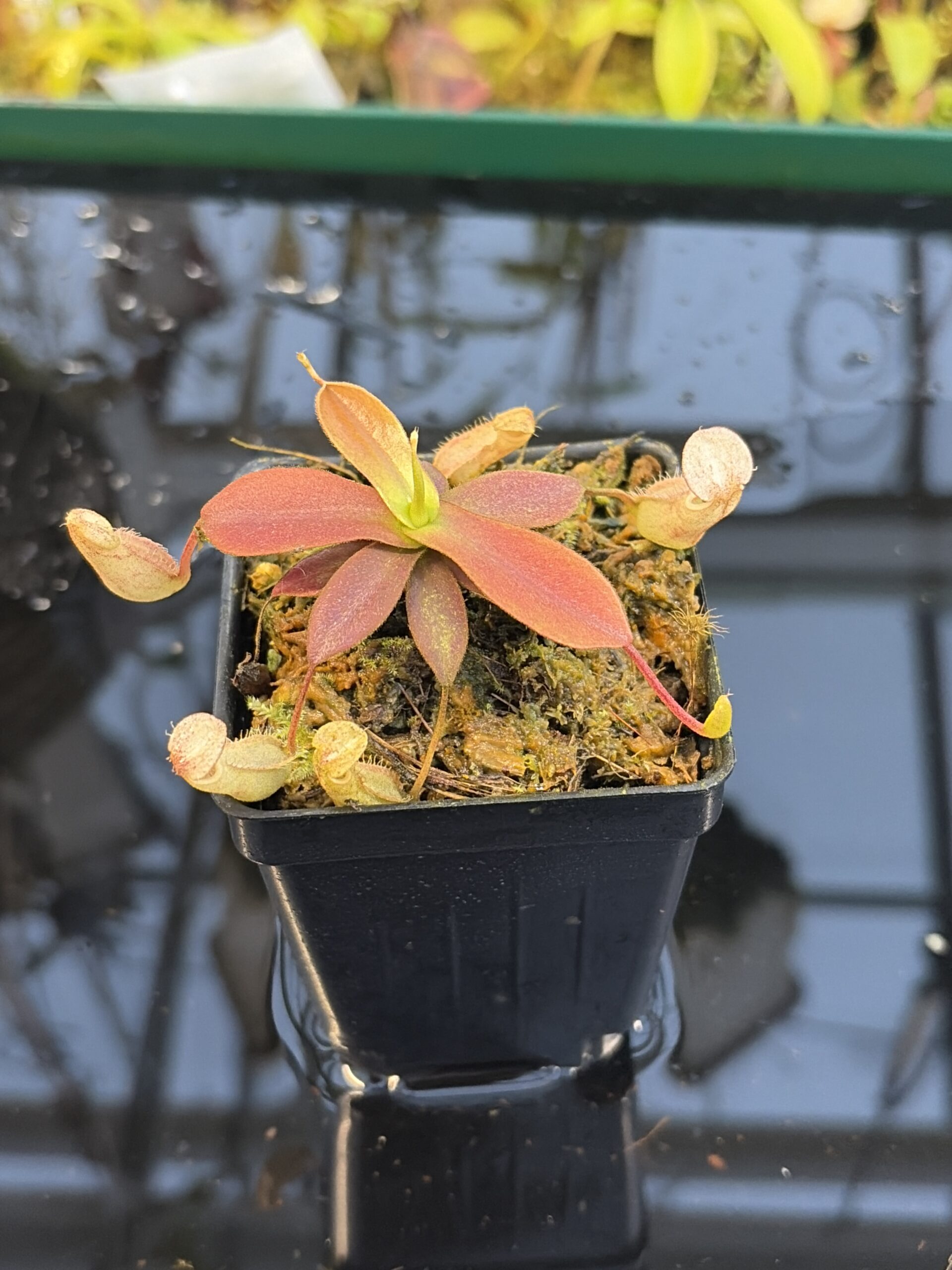 Close Up of Nepenthes mapuluensis | Jeremiah Harris | JH-143.01 | IN27279