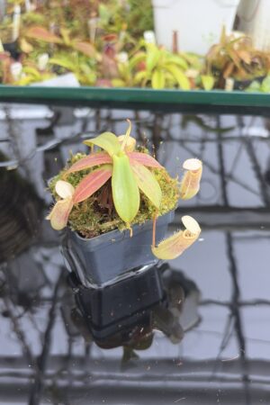 Close Up of Nepenthes mapuluensis | Jeremiah Harris | JH-143.05 | IN27357