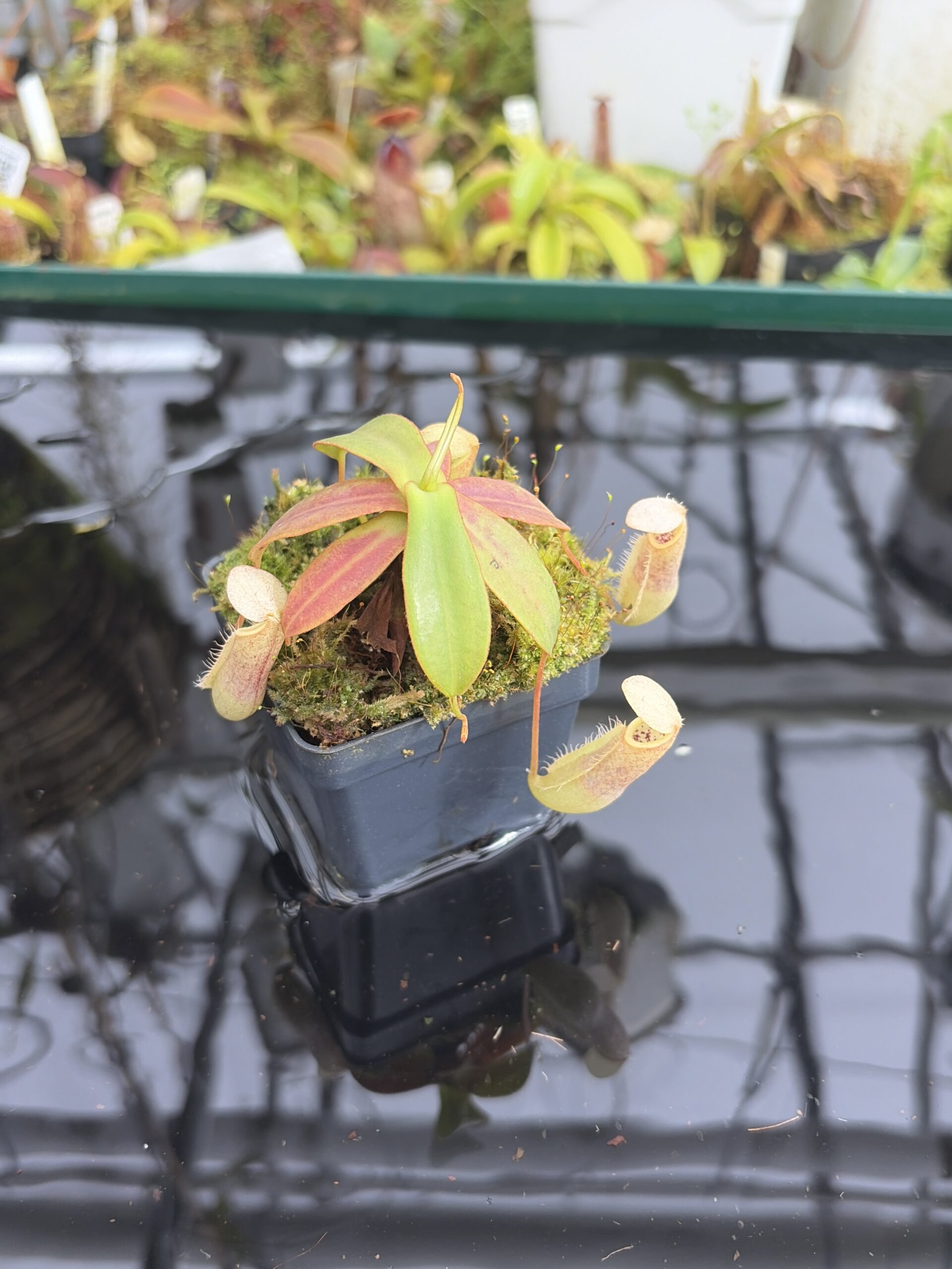 Close Up of Nepenthes mapuluensis | Jeremiah Harris | JH-143.05 | IN27357