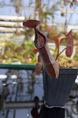Close Up of Nepenthes maxima x ramispina | Borneo Exotics | BE-3740 | IN27219