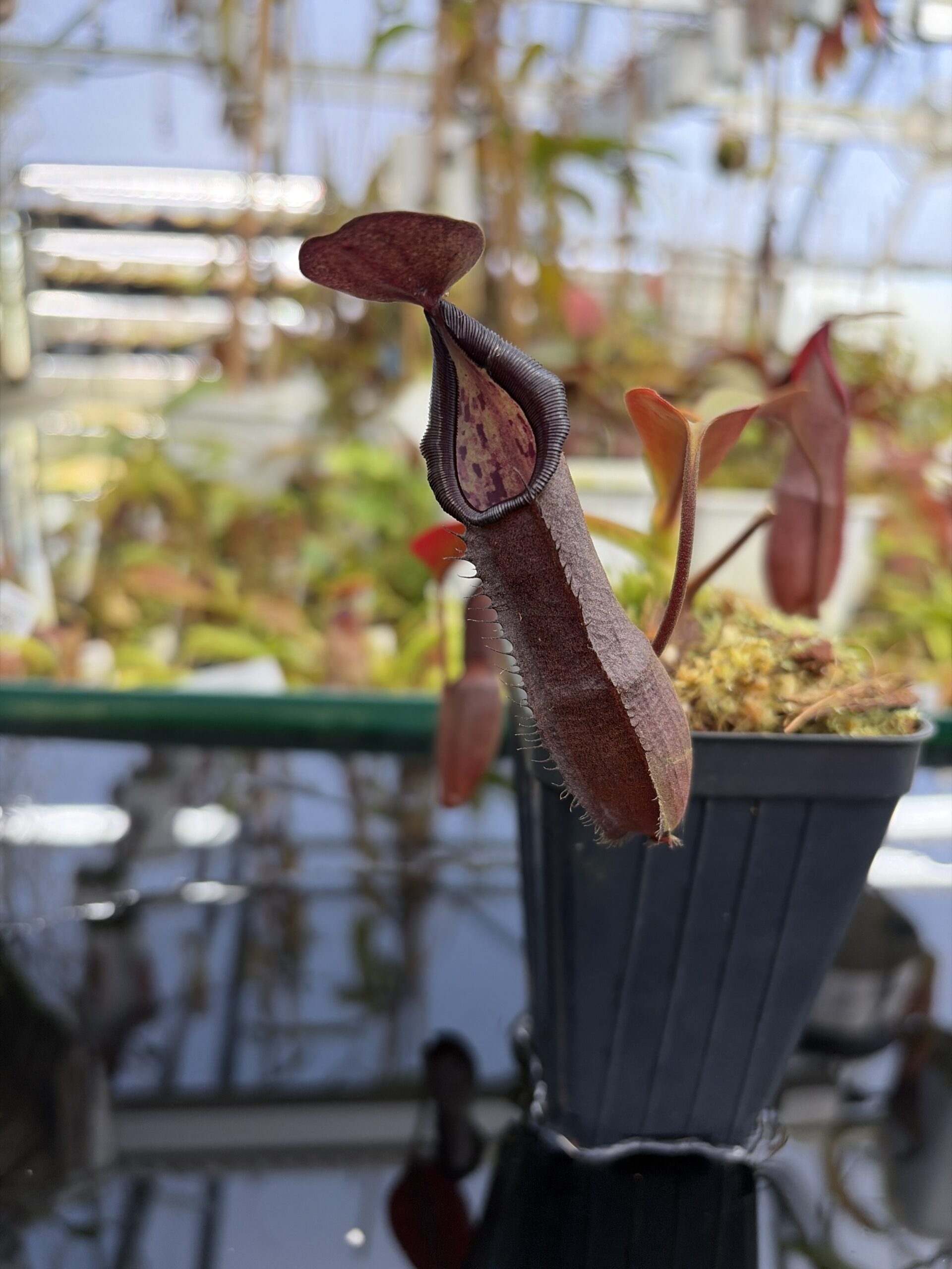 Close Up of Nepenthes maxima x ramispina | Borneo Exotics | BE-3740 | IN27219