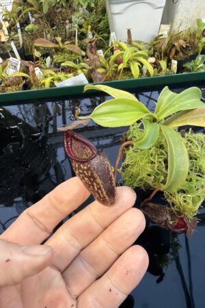 Close Up of Nepenthes maxima x talangensis | Borneo Exotics | BE-3298 | IN27267
