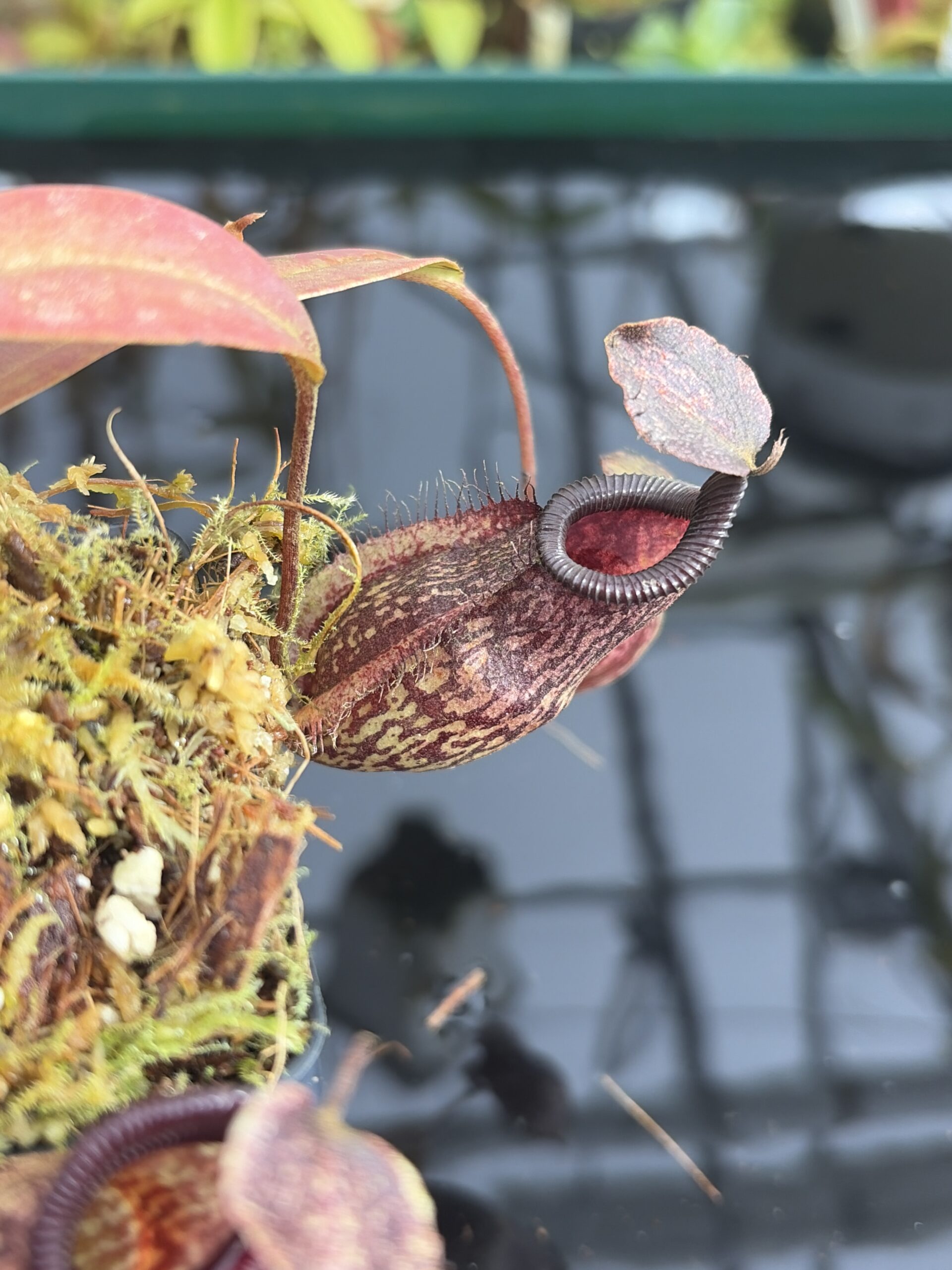 Close Up of Nepenthes (maxima x talangensis) x hamata | Borneo Exotics | BE-3777 | IN27362