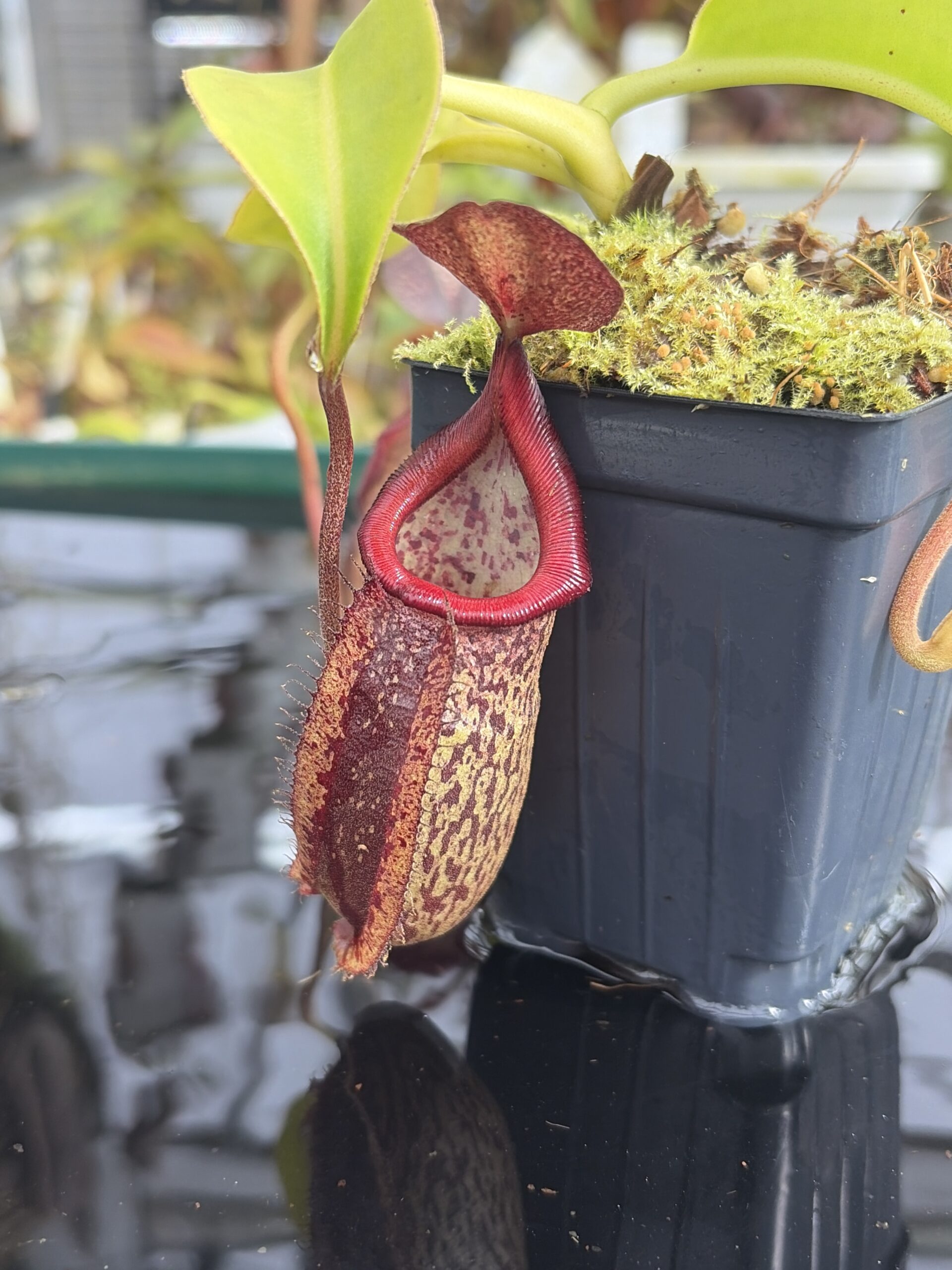 Close Up of Nepenthes (maxima x talangensis) x robcantleyi | Borneo Exotics | BE-3959 | IN27358