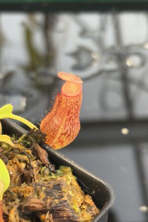 Close Up of Nepenthes maxima x villosa | Jeremiah Harris | Assorted Clones | | -375 | IN27063