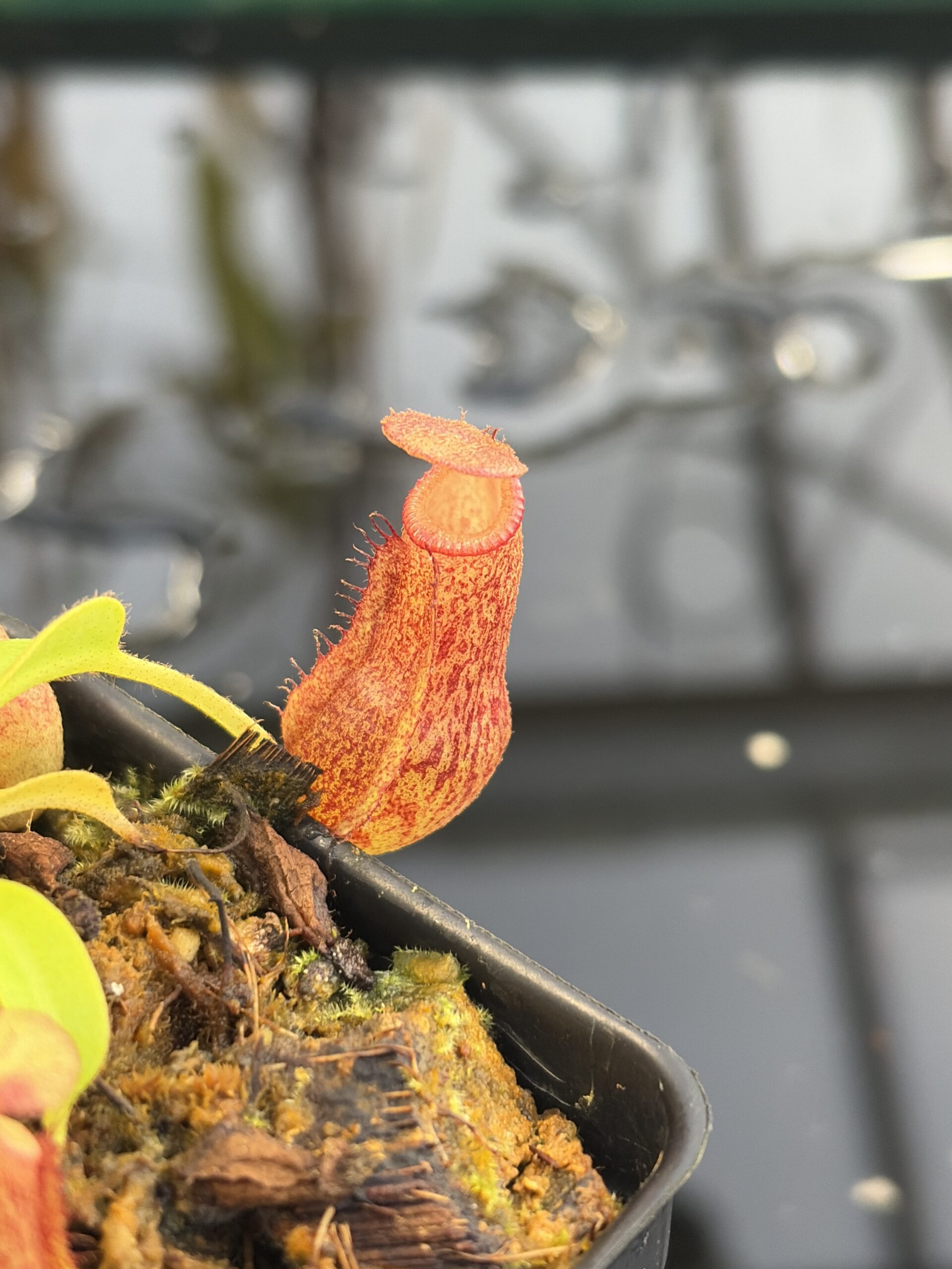 Close Up of Nepenthes maxima x villosa | Jeremiah Harris | Assorted Clones | | -375 | IN27063