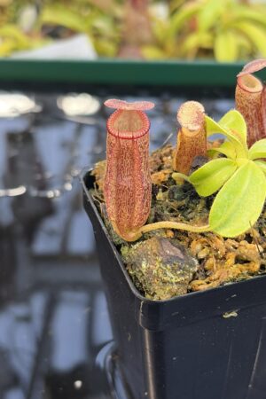 Close Up of Nepenthes maxima x villosa | Jeremiah Harris | Assorted Clones | | -375 | IN27246