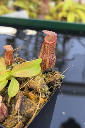 Close Up of Nepenthes maxima x villosa | Jeremiah Harris | Assorted Clones | | -375 | IN27248