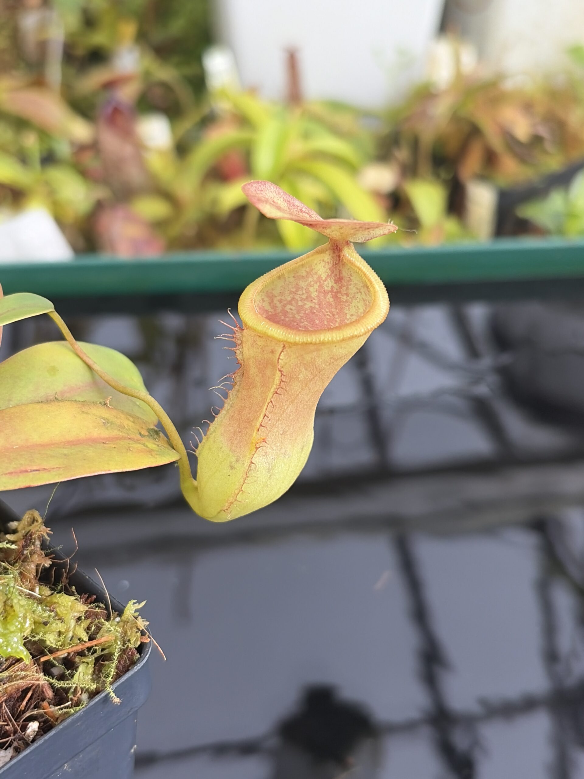 Close Up of Nepenthes merrilliana x campanulata | Borneo Exotics | BE-3473 | L27379