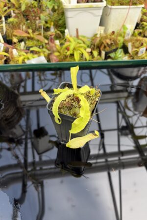 Close Up of Nepenthes mirabilis var. echinostoma | Borneo Exotics | BE-3372 | L27220