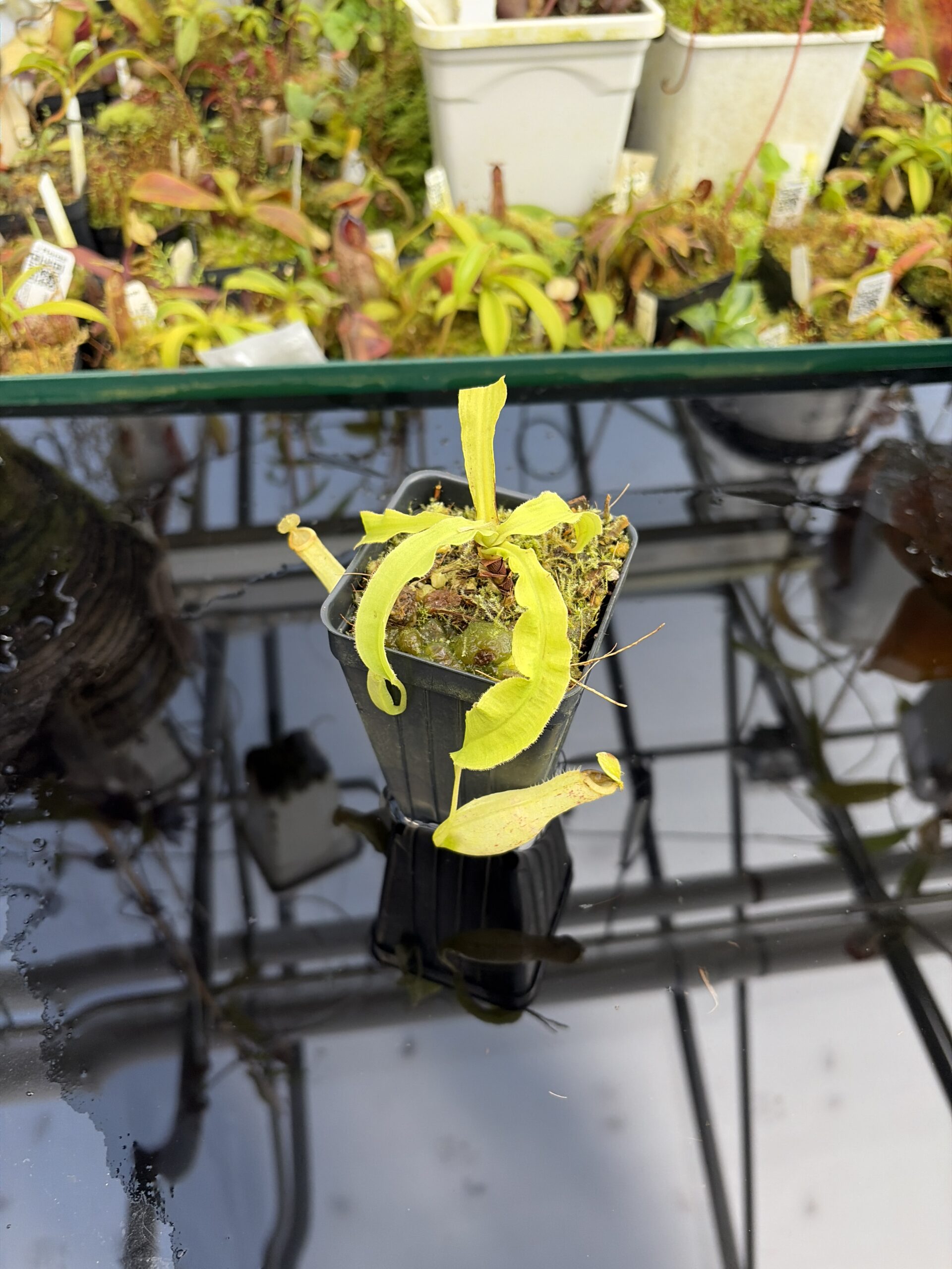 Close Up of Nepenthes mirabilis var. echinostoma | Borneo Exotics | BE-3372 | L27220