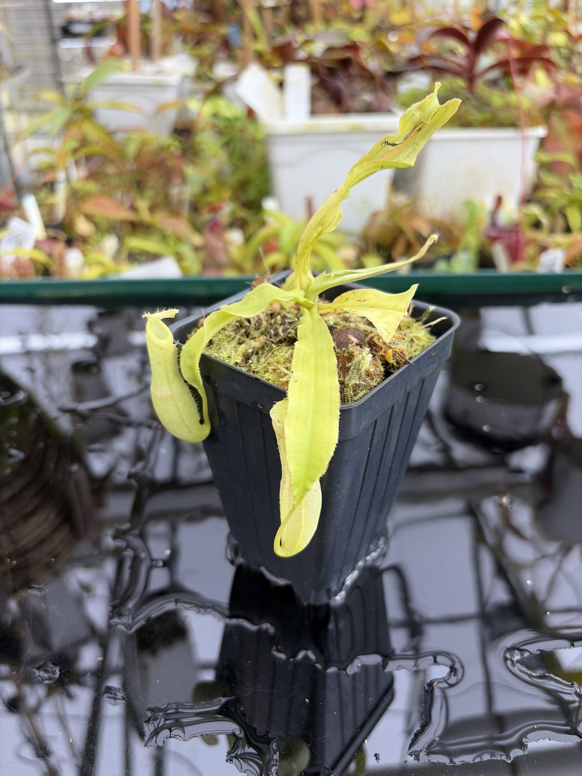 Close Up of Nepenthes mirabilis var. echinostoma | Borneo Exotics | BE-3372 | L27342