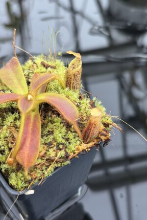 Close Up of Nepenthes mollis | Borneo Exotics | BE-3921 | H27162