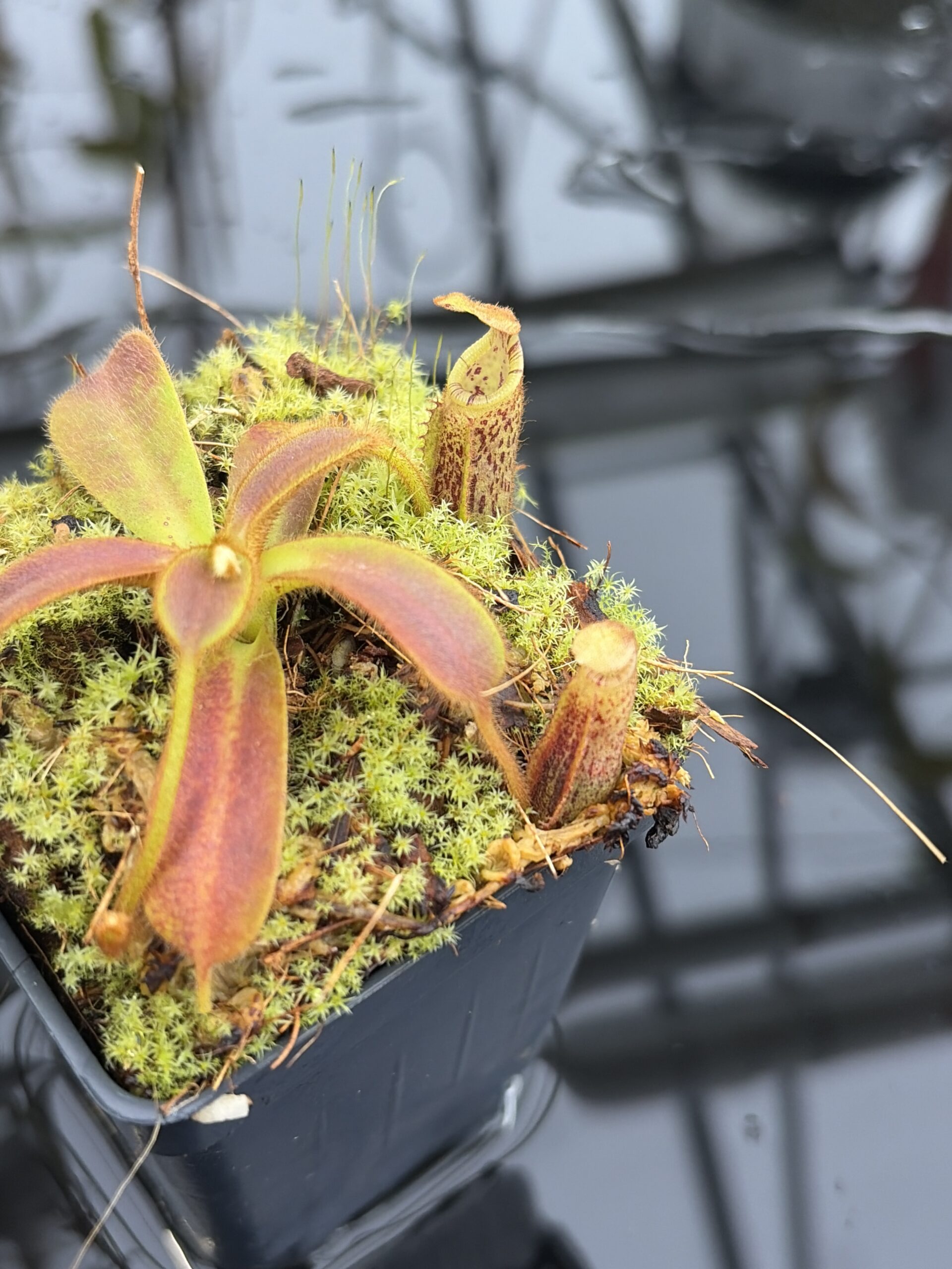 Close Up of Nepenthes mollis | Borneo Exotics | BE-3921 | H27162