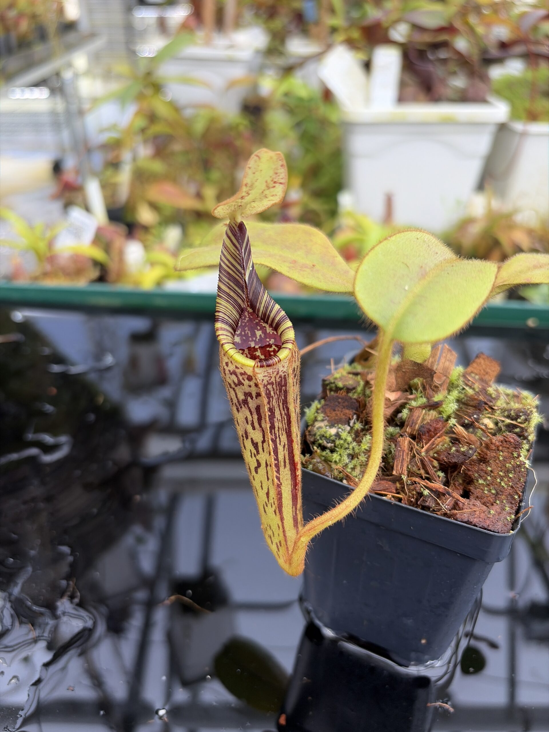 Close Up of Nepenthes mollis | Borneo Exotics | BE-3921 | H27404