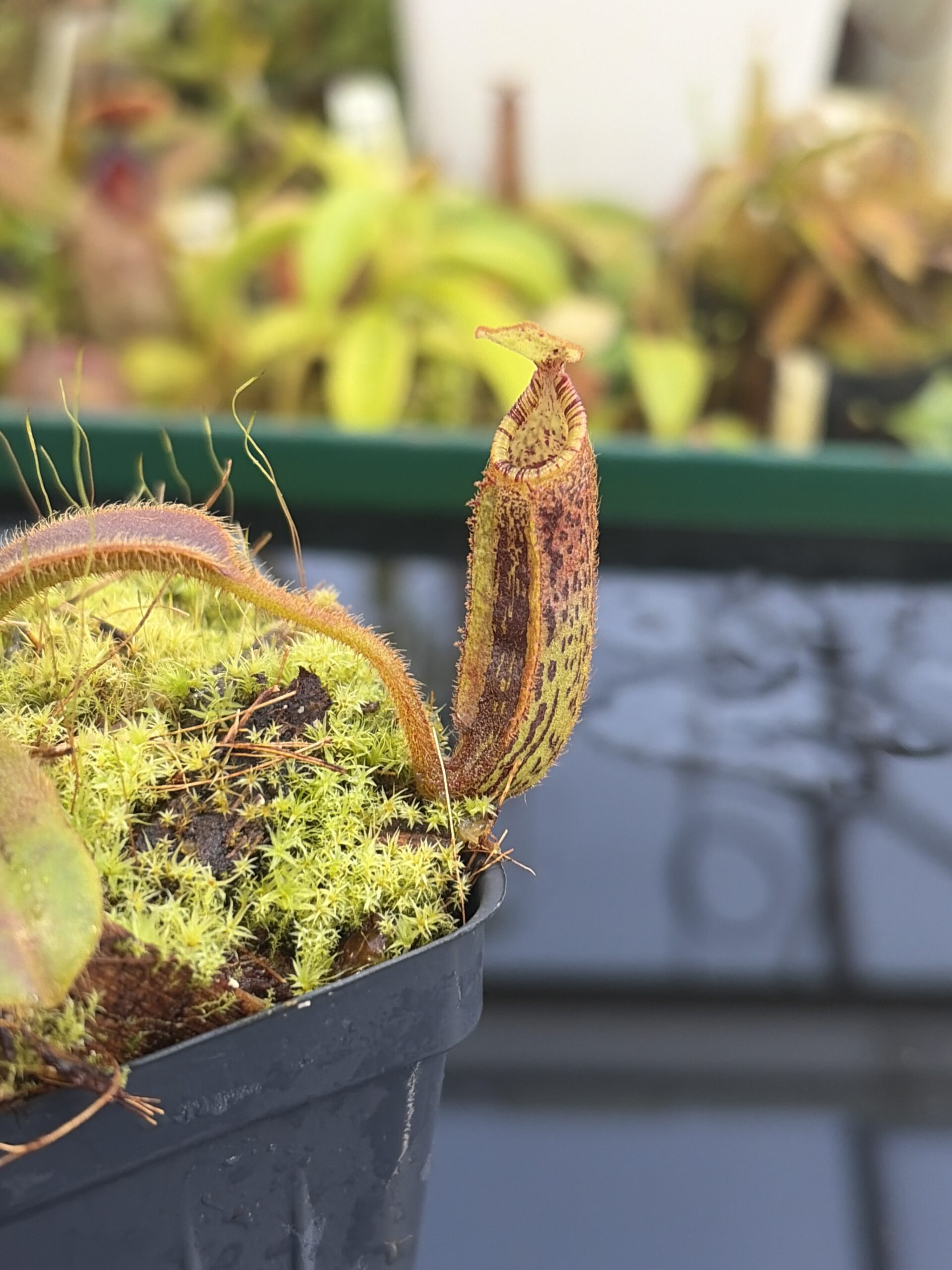 Close Up of Nepenthes mollis | Borneo Exotics | BE-3921 | H27427