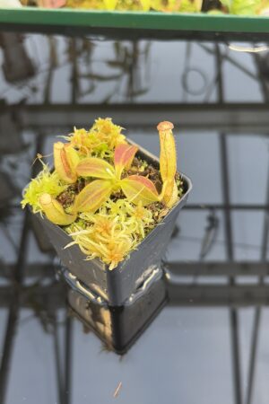 Close Up of Nepenthes mollis (N. hurrelliana) (Borneo) | Andreas Wistuba | AW-ISC | H27433