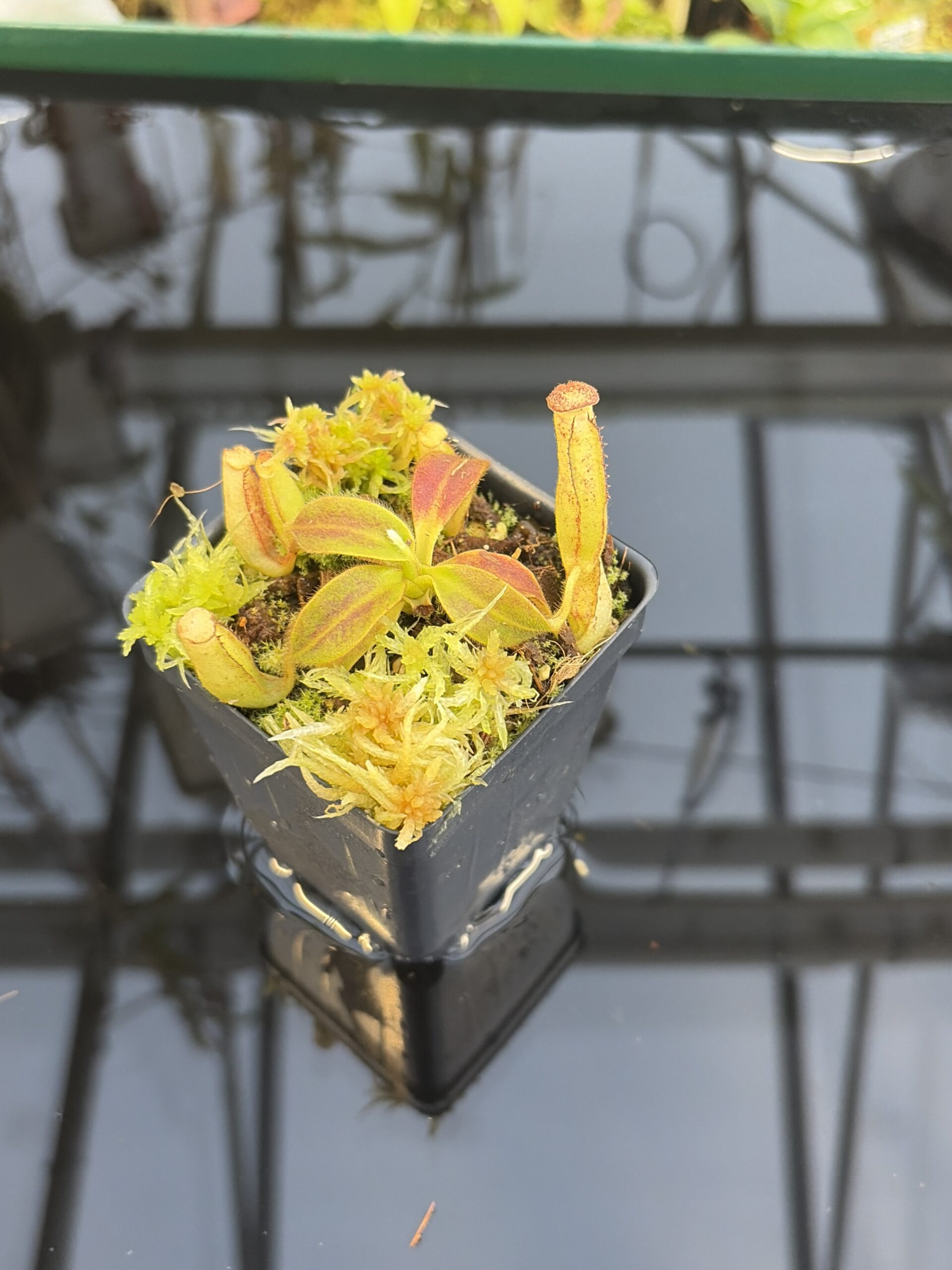 Close Up of Nepenthes mollis (N. hurrelliana) (Borneo) | Andreas Wistuba | AW-ISC | H27433
