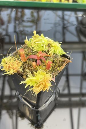 Close Up of Nepenthes mollis x diabolica #2 | Florae Collaborative | FC-441 | H27303