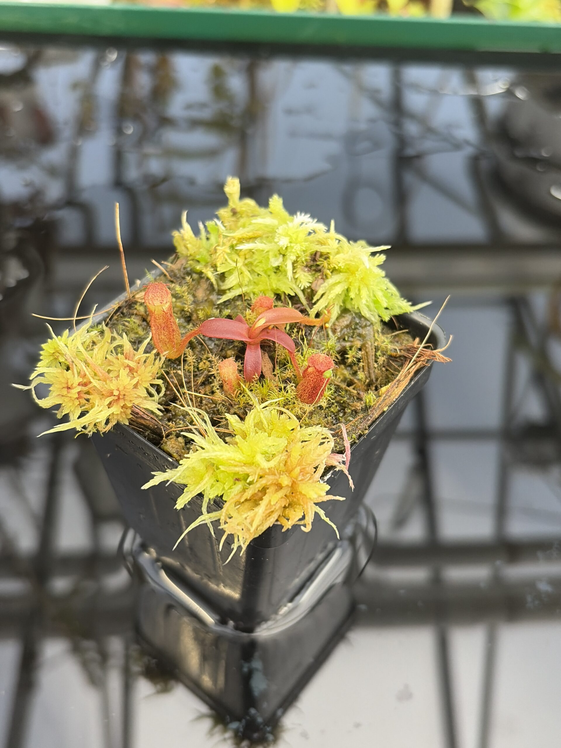 Close Up of Nepenthes mollis x diabolica #2 | Florae Collaborative | FC-441 | H27303