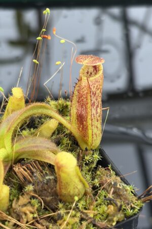 Close Up of Nepenthes mollis x eymae #1 | Assorted Clones | Florae Collaborative | FC-440 | H27170