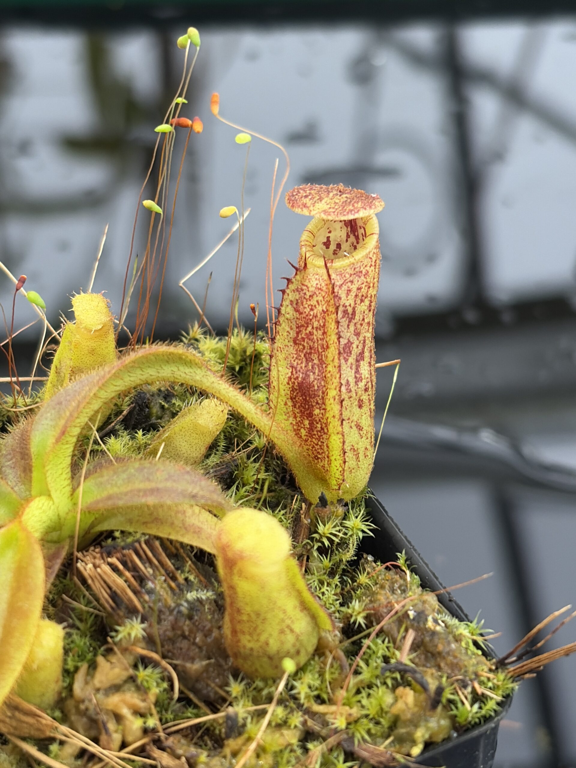 Close Up of Nepenthes mollis x eymae #1 | Assorted Clones | Florae Collaborative | FC-440 | H27170