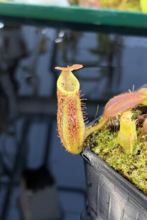 Close Up of Nepenthes mollis x eymae #1 | Assorted Clones | Florae Collaborative | FC-440 | H27291