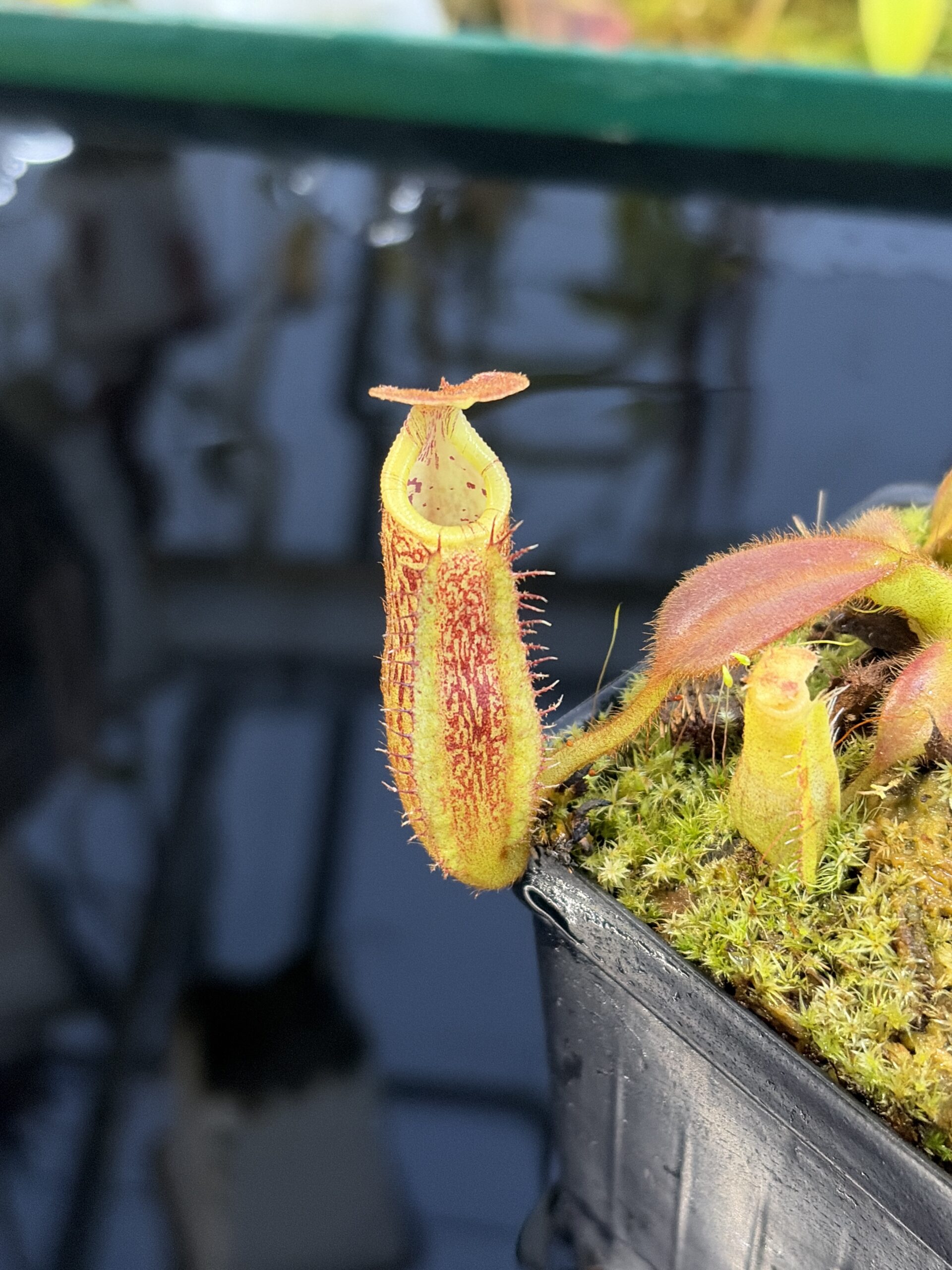 Close Up of Nepenthes mollis x eymae #1 | Assorted Clones | Florae Collaborative | FC-440 | H27291