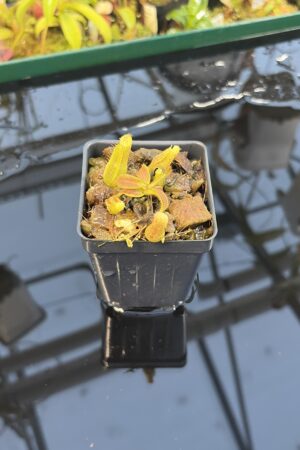 Close Up of Nepenthes (mollis x veitchii) x appendiculata | Assorted Clones | Michael Kevin Smith | MKS-525 | IN27281