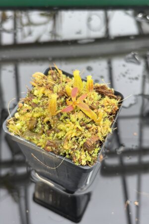 Close Up of Nepenthes (mollis x veitchii) x lowii G. Mulu | Assorted Clones | Michael Kevin Smith | MKS-523 | H27181
