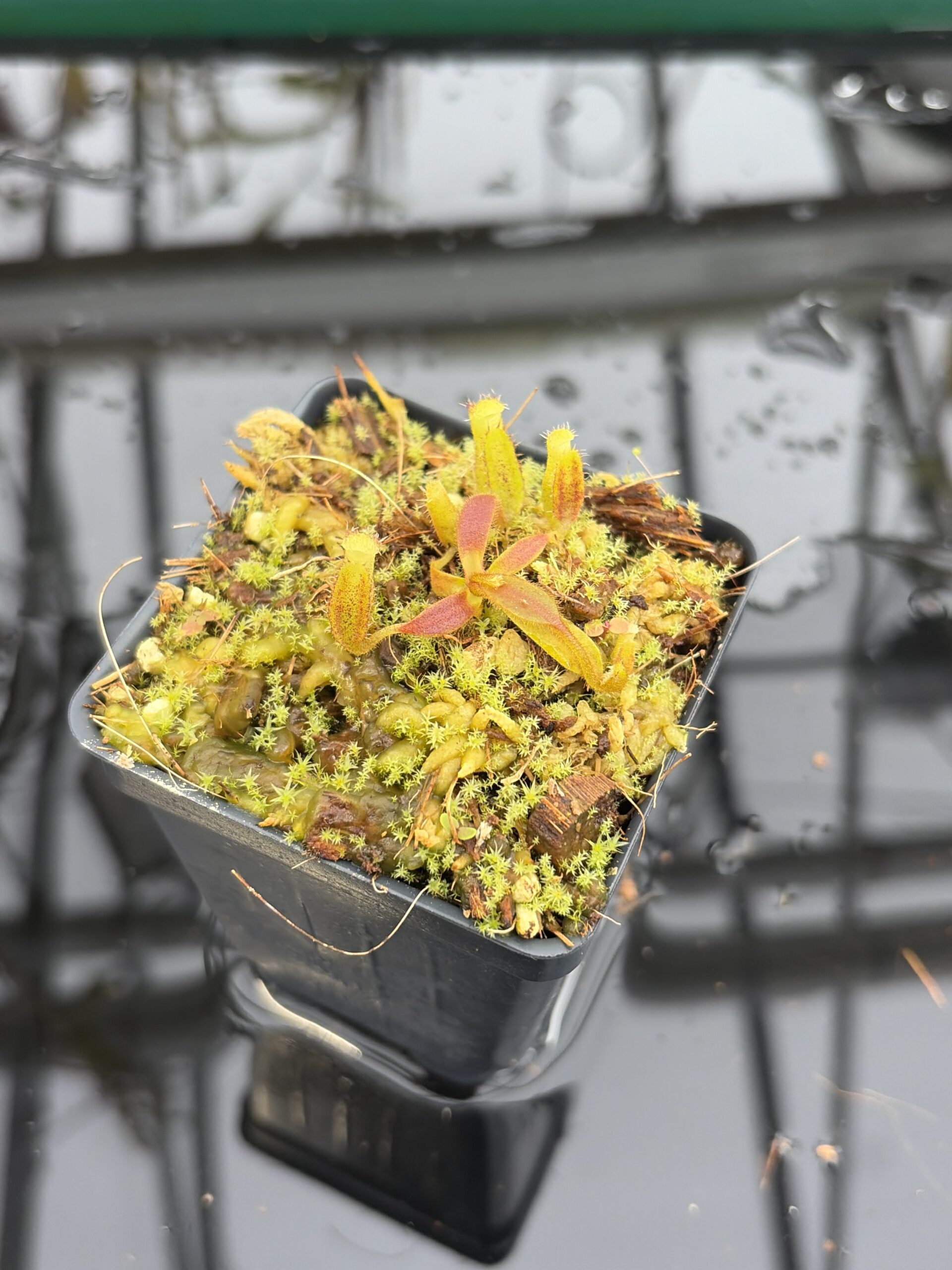 Close Up of Nepenthes (mollis x veitchii) x lowii G. Mulu | Assorted Clones | Michael Kevin Smith | MKS-523 | H27181