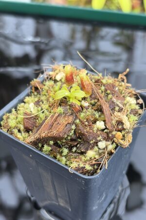 Close Up of Nepenthes mollis x villosa | Jeremiah Harris | JH-496.03 | H27137