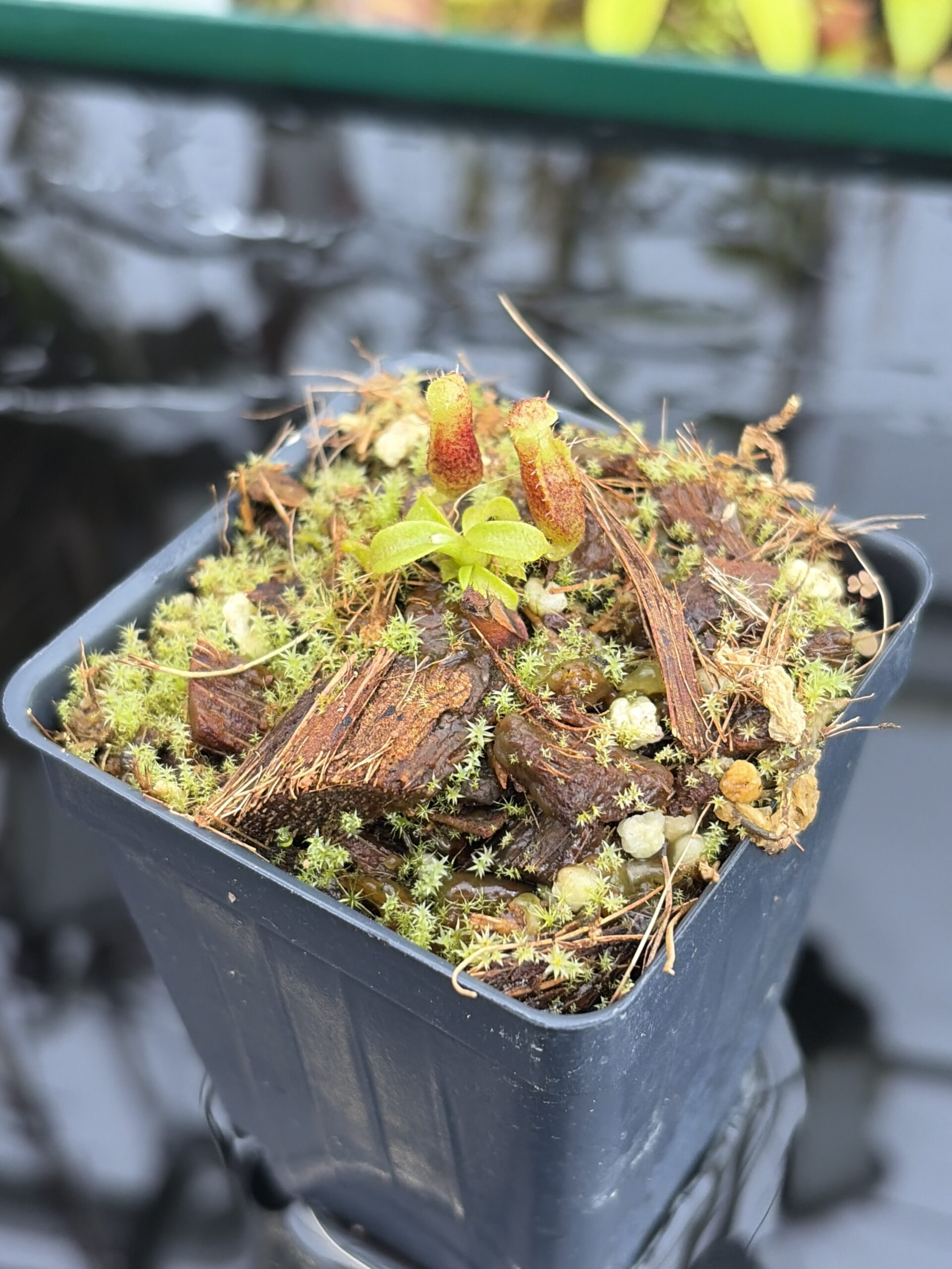 Close Up of Nepenthes mollis x villosa | Jeremiah Harris | JH-496.03 | H27137