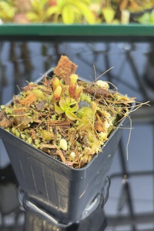 Close Up of Nepenthes mollis x villosa | Jeremiah Harris | JH-496.03 | H27417