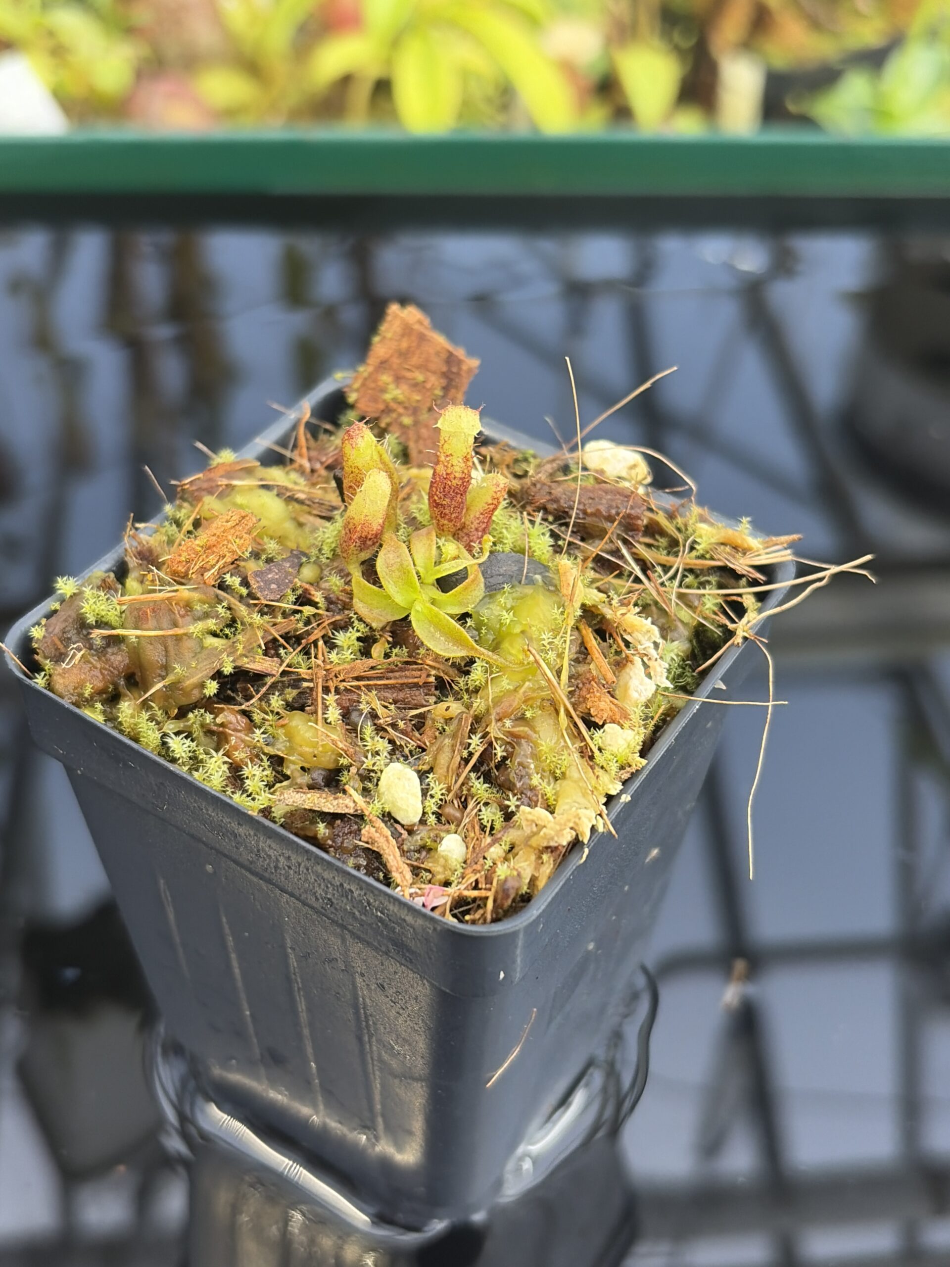 Close Up of Nepenthes mollis x villosa | Jeremiah Harris | JH-496.03 | H27417