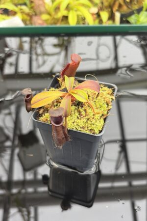 Close Up of Nepenthes muluensis x lowii | Borneo Exotics | BE-3128 | H27161
